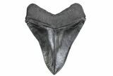 Serrated, Fossil Megalodon Tooth - South Carolina #380073-2